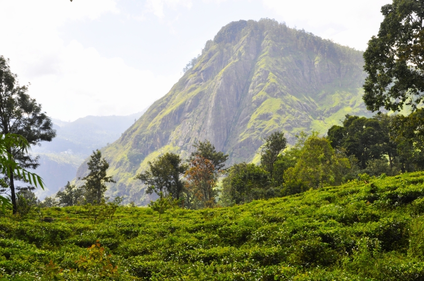 Misty tea highlands with winding trails